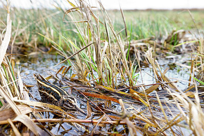 BUITEN BEELD Foto: 452550