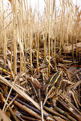 BUITEN BEELD Foto: 452562