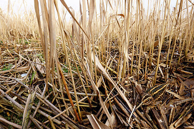 BUITEN BEELD Foto: 452563