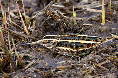 BUITEN BEELD Foto: 452564