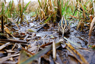 BUITEN BEELD Foto: 452567