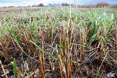 BUITEN BEELD Foto: 452568