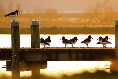 BUITEN BEELD Foto: 452572