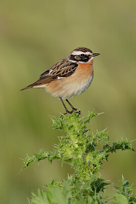 BUITEN BEELD Foto: 452574