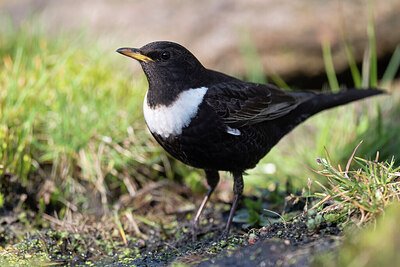 BUITEN BEELD Foto: 452599