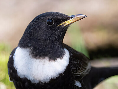 BUITEN BEELD Foto: 452602