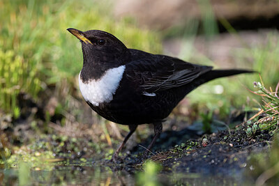BUITEN BEELD Foto: 452604