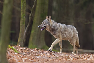 BUITEN BEELD Foto: 452607