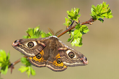 BUITEN BEELD Foto: 452611