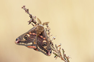 BUITEN BEELD Foto: 452614