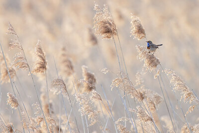 BUITEN BEELD Foto: 453244