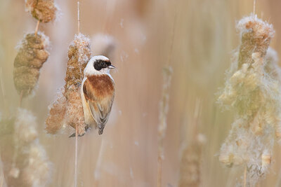 BUITEN BEELD Foto: 453245