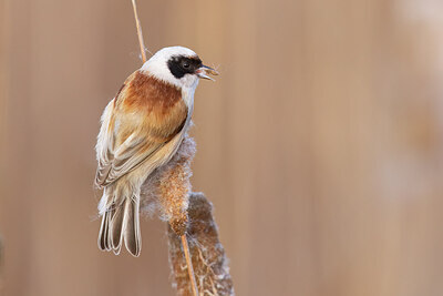 BUITEN BEELD Foto: 453247