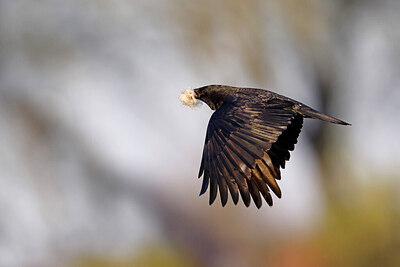 BUITEN BEELD Foto: 453349