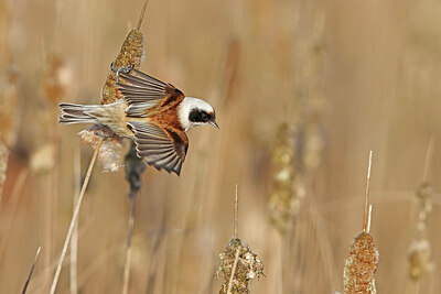 BUITEN BEELD Foto: 453357