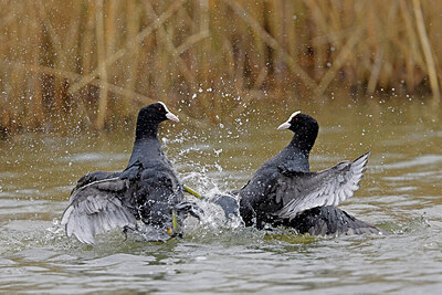BUITEN BEELD Foto: 453442