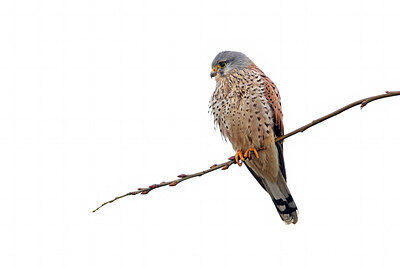 BUITEN BEELD Foto: 453508