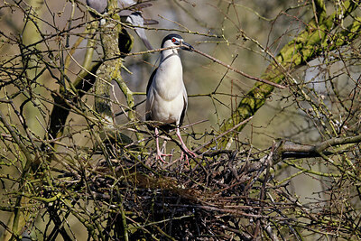 BUITEN BEELD Foto: 453517