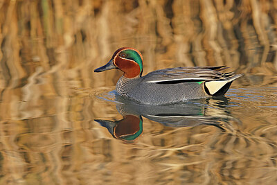 BUITEN BEELD Foto: 453533