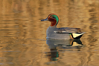 BUITEN BEELD Foto: 453534