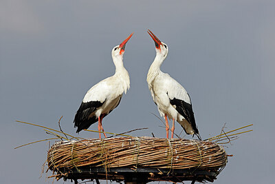 BUITEN BEELD Foto: 453614