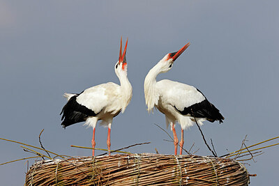 BUITEN BEELD Foto: 453615
