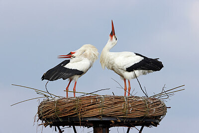 BUITEN BEELD Foto: 453617