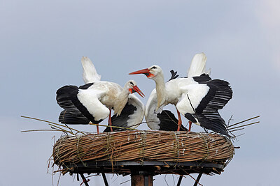 BUITEN BEELD Foto: 453620
