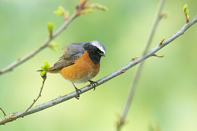BUITEN BEELD Foto: 453640
