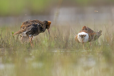 BUITEN BEELD Foto: 453642