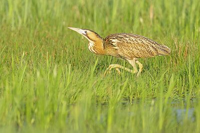 BUITEN BEELD Foto: 453666
