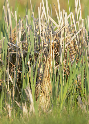 BUITEN BEELD Foto: 453669