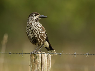 BUITEN BEELD Foto: 45003