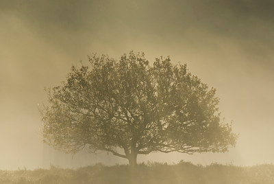 BUITEN BEELD Foto: 45007