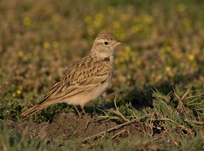 BUITEN BEELD Foto: 45015