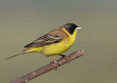 BUITEN BEELD Foto: 45016