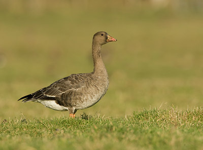 BUITEN BEELD Foto: 45017
