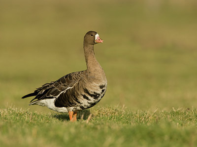 BUITEN BEELD Foto: 45018