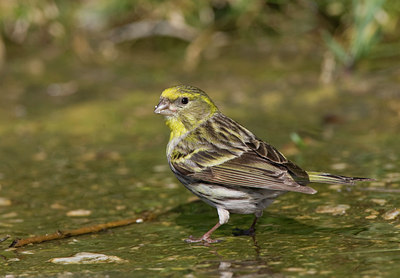 BUITEN BEELD Foto: 45027