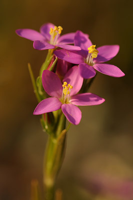 BUITEN BEELD Foto: 45043