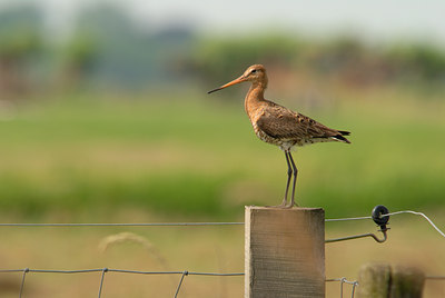 BUITEN BEELD Foto: 45049