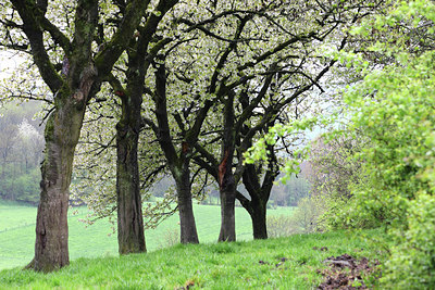 BUITEN BEELD Foto: 45059