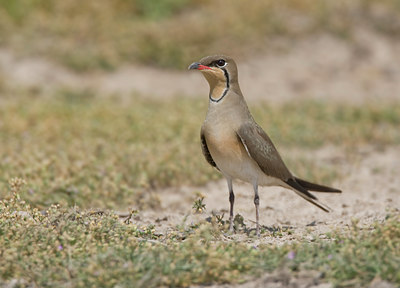 BUITEN BEELD Foto: 45077