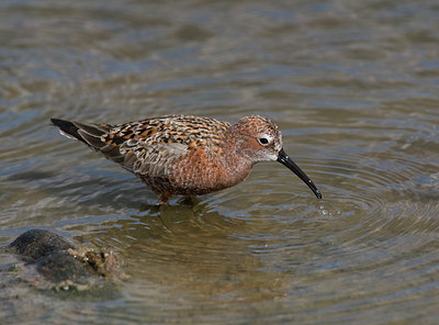 BUITEN BEELD Foto: 45079