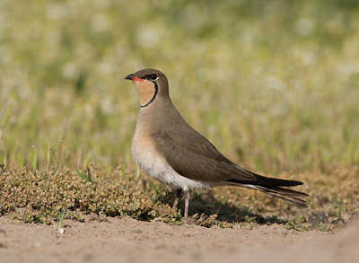 BUITEN BEELD Foto: 45085