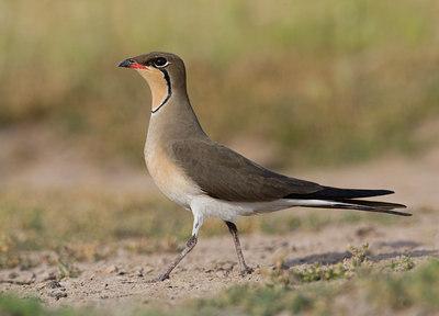BUITEN BEELD Foto: 45086