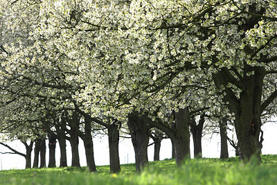 BUITEN BEELD Foto: 45098