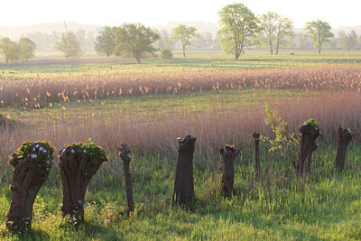 BUITEN BEELD Foto: 45110