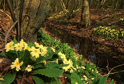 BUITEN BEELD Foto: 45185