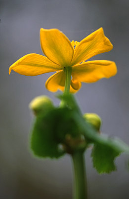 BUITEN BEELD Foto: 45187